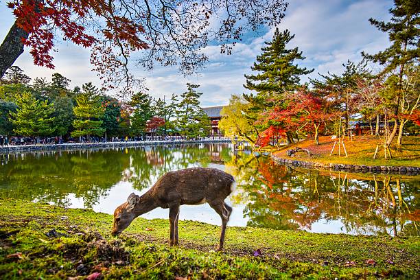 Nara Deer & Temples thumbnail