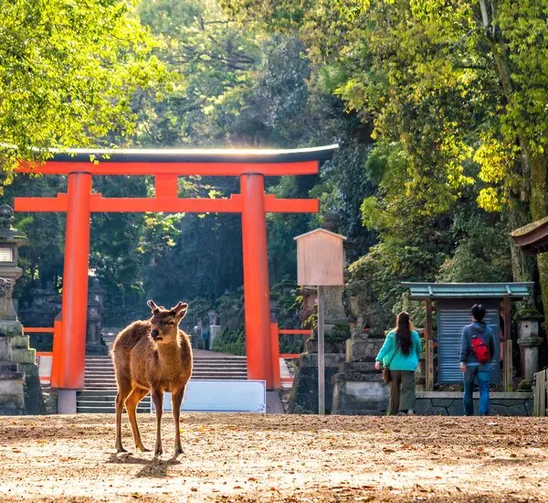 Nara Deer & Temples thumbnail